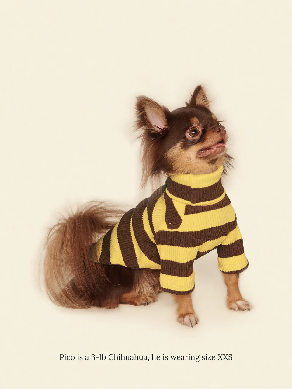 Dijon Ribbed Dog Shirt - Image 5