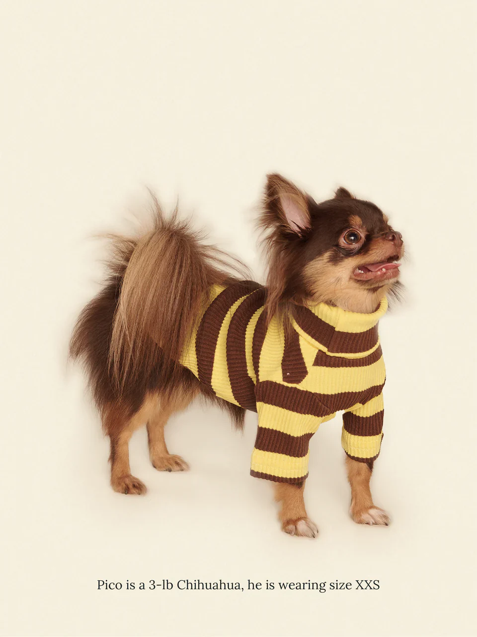Dijon Ribbed Dog Shirt - Image 8