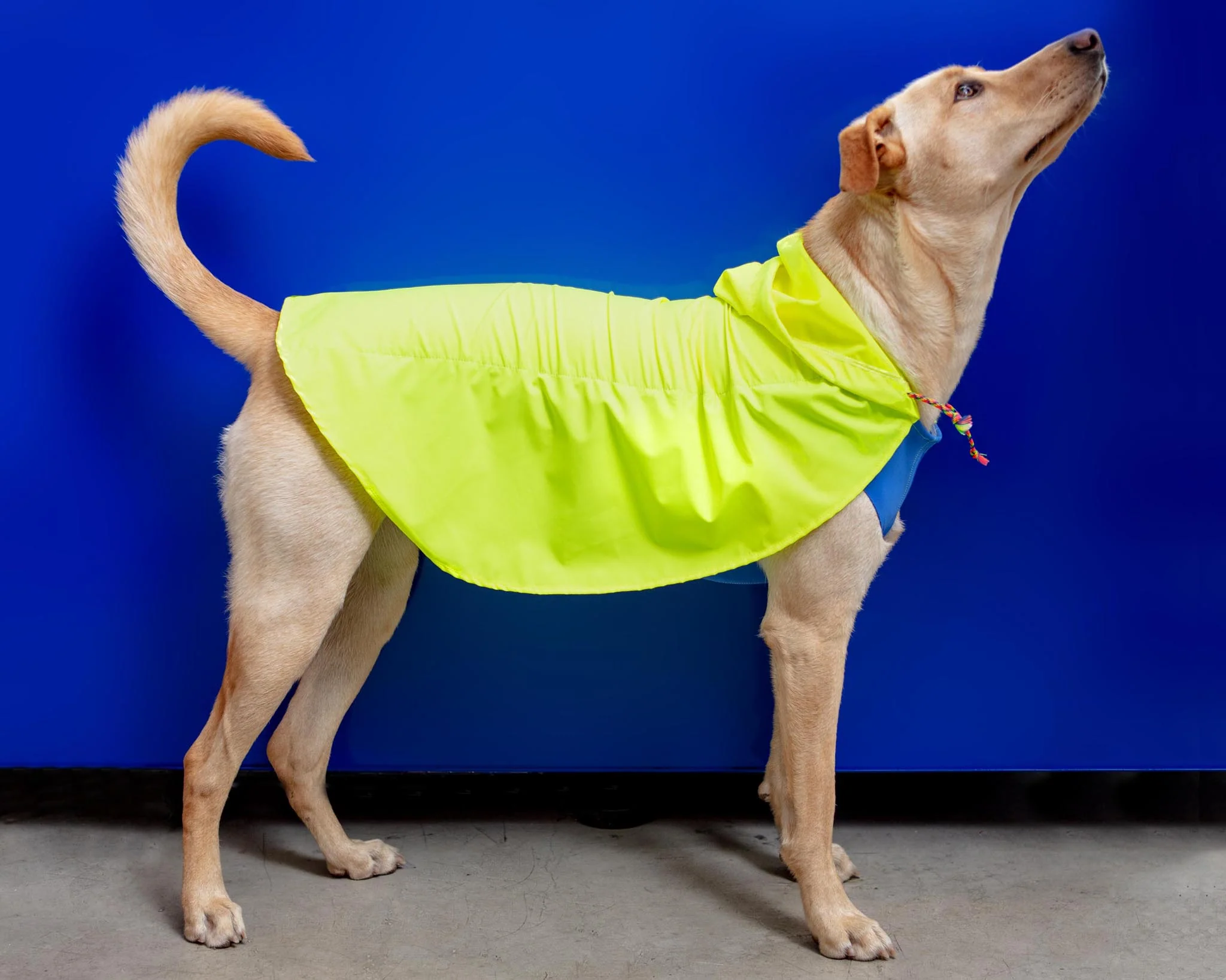 Action Jacket Dog Pull-On Raincoat in Safety Yellow + Blue (Made in NYC) - Image 11