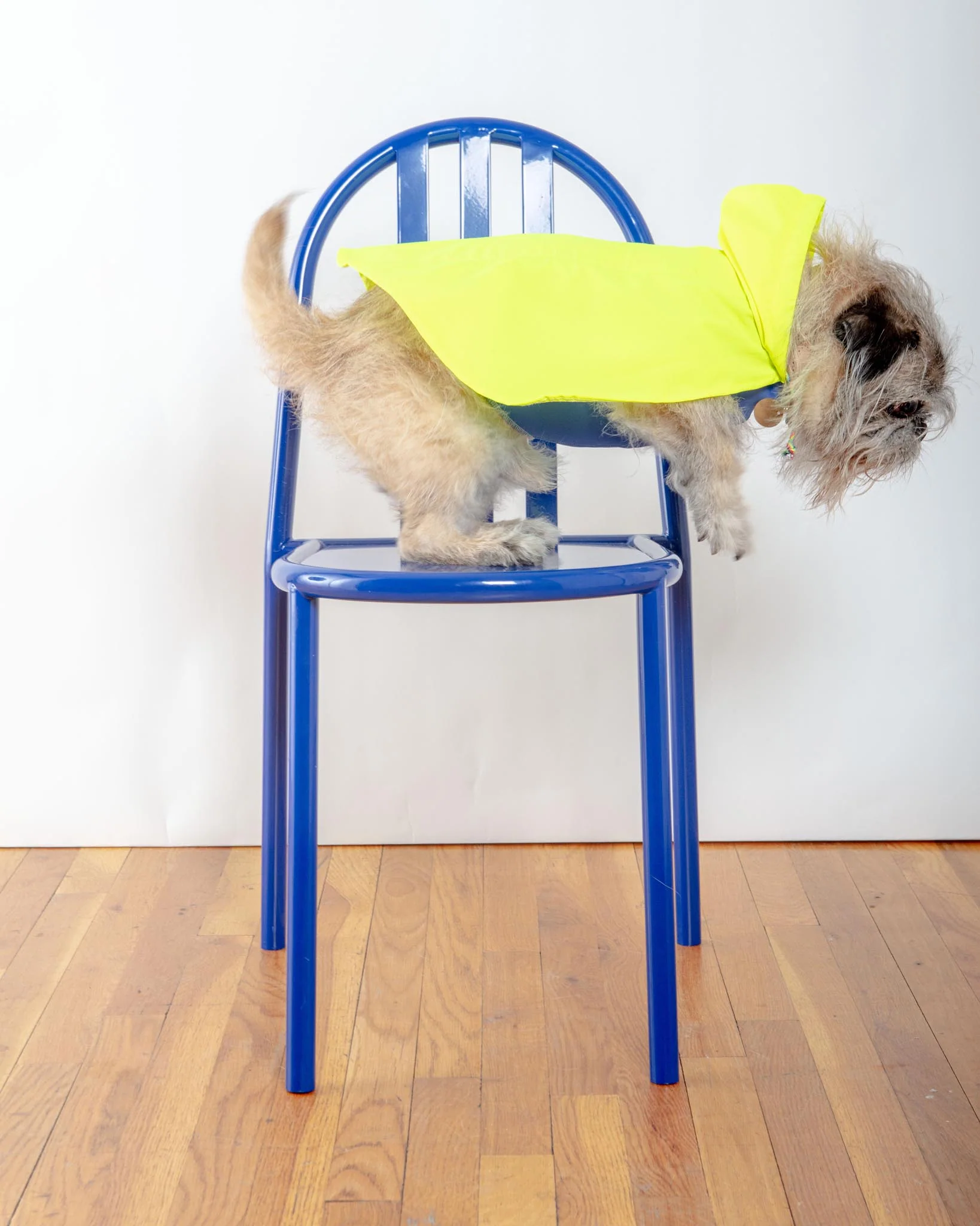 Action Jacket Dog Pull-On Raincoat in Safety Yellow + Blue (Made in NYC) - Image 5