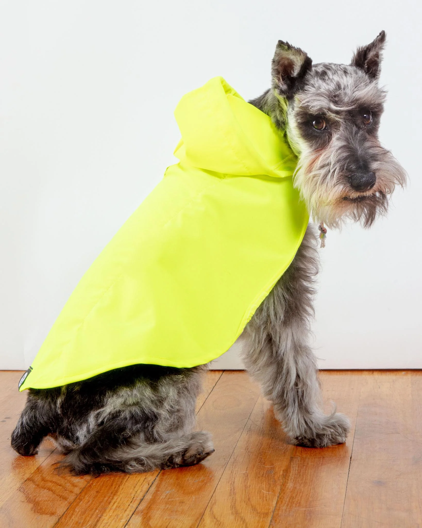 Action Jacket Dog Pull-On Raincoat in Safety Yellow + Blue (Made in NYC) - Image 7