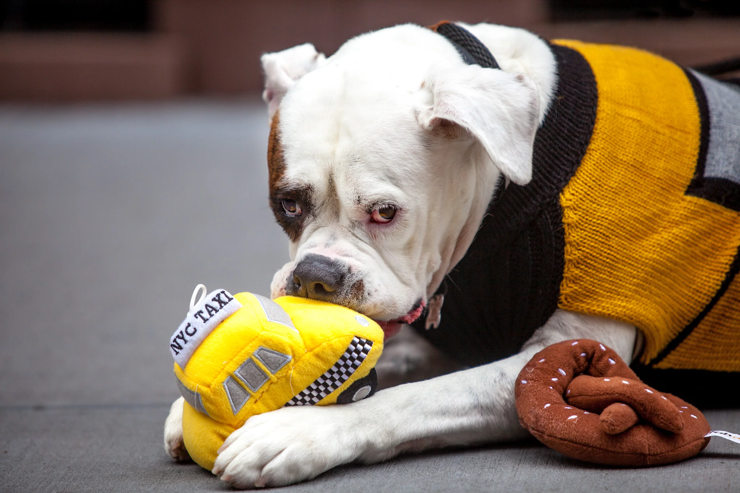 NYC Taxi Handknit Dog Sweater (Dog & Co. Exclusive) (FINAL SALE) - Image 12