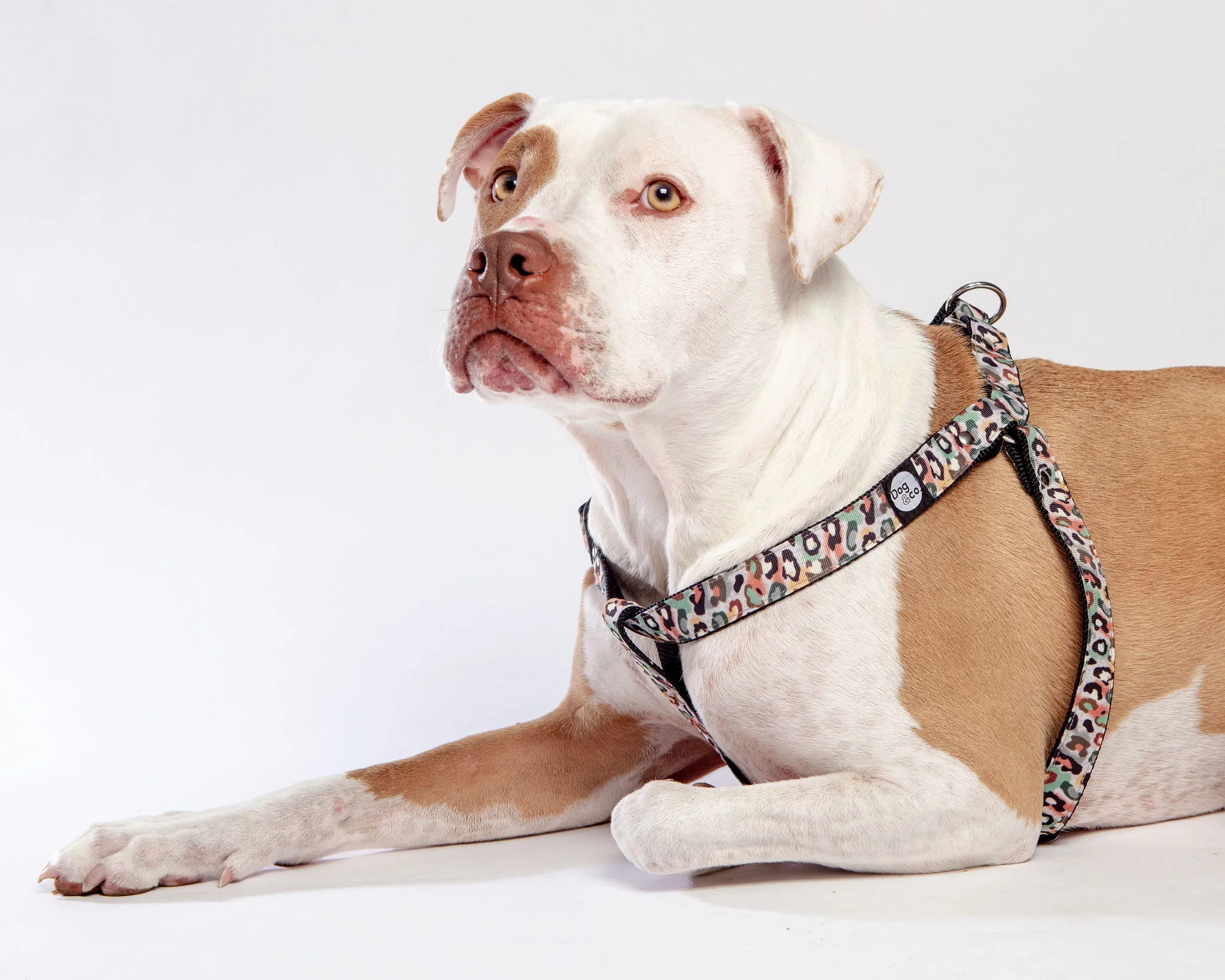 Step-In Dog Harness in Camo Leopard (Made in NYC) - Image 8
