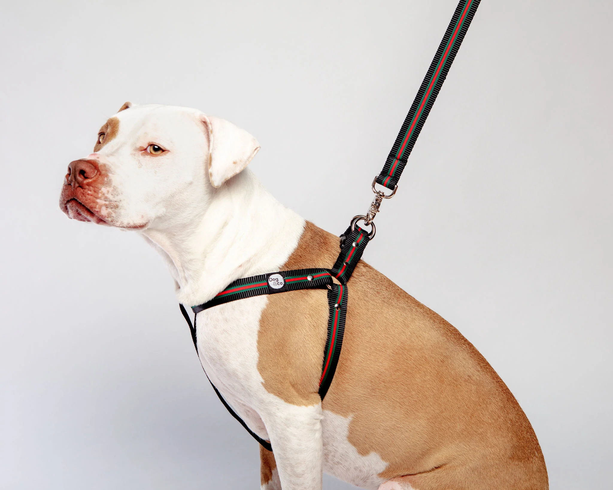 Step-In Dog Harness in Luxe Green & Red Stripe (Made in NYC) - Image 5