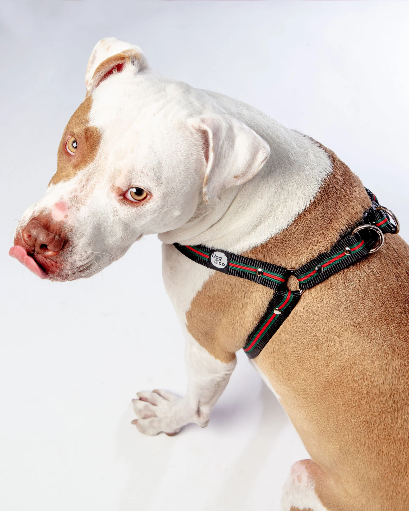 Step-In Dog Harness in Luxe Green & Red Stripe (Made in NYC) - Image 6