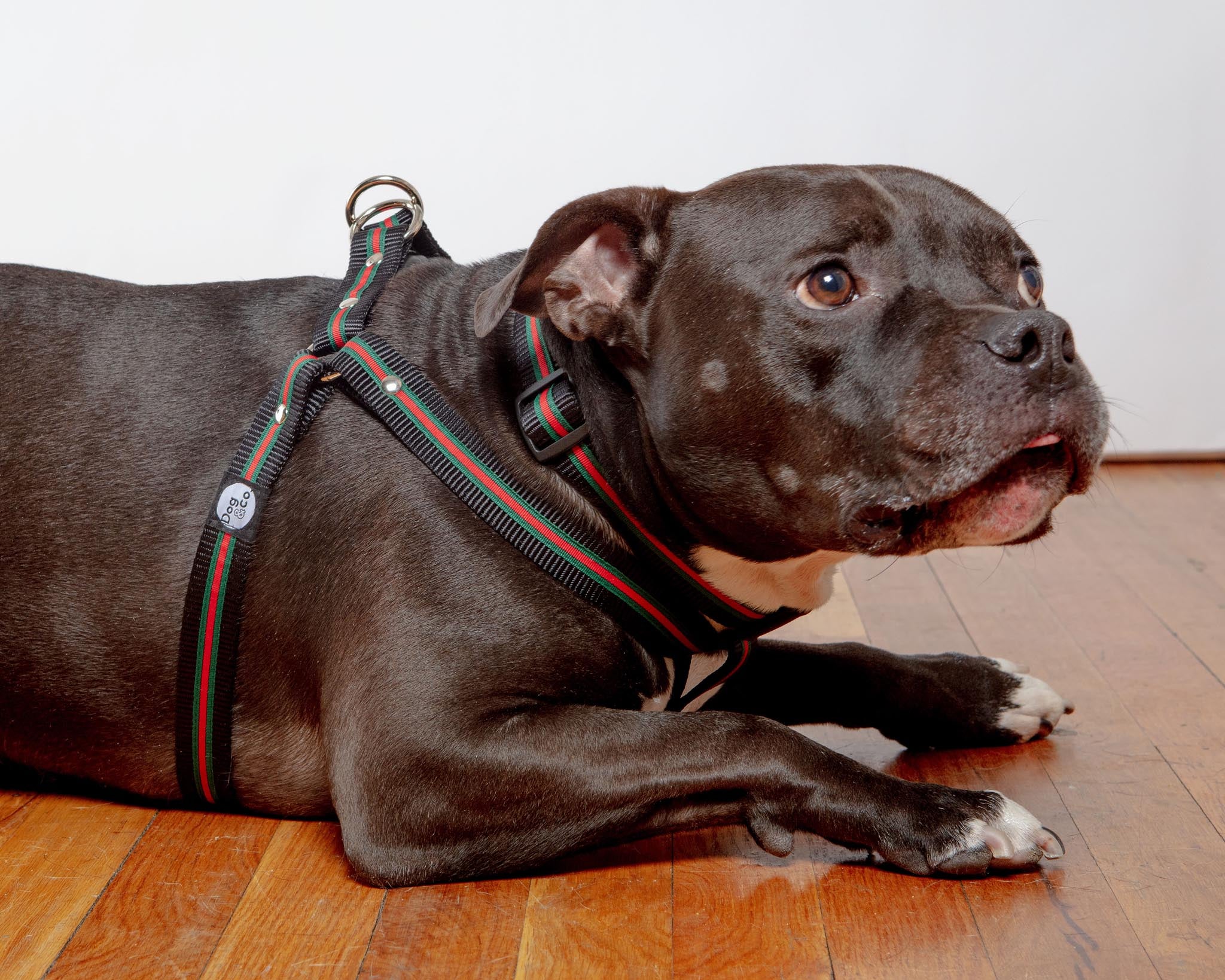 Step-In Dog Harness in Luxe Green & Red Stripe (Made in NYC) - Image 8