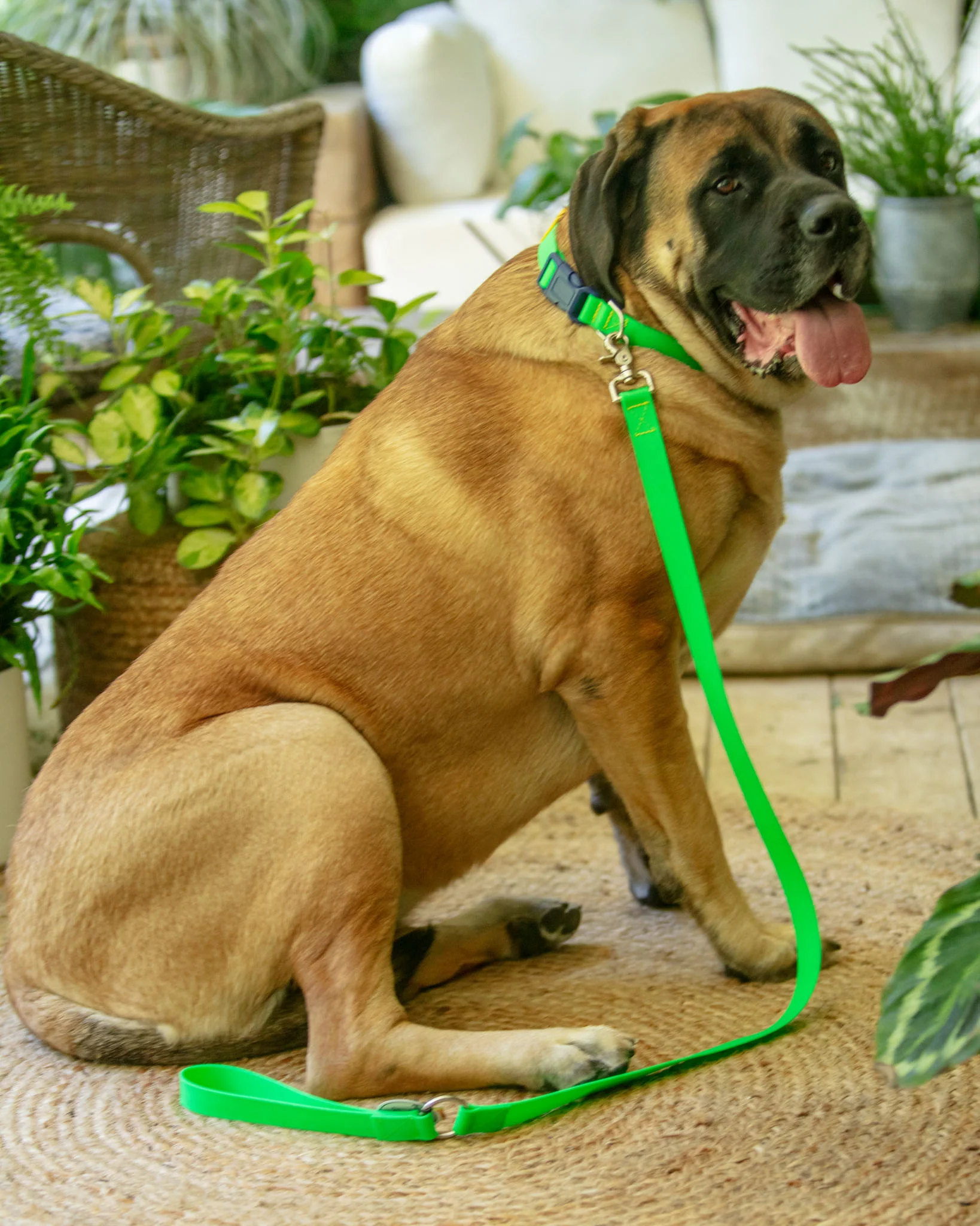 A Walk in the Park Dog Leash (Made in the USA) - Image 3