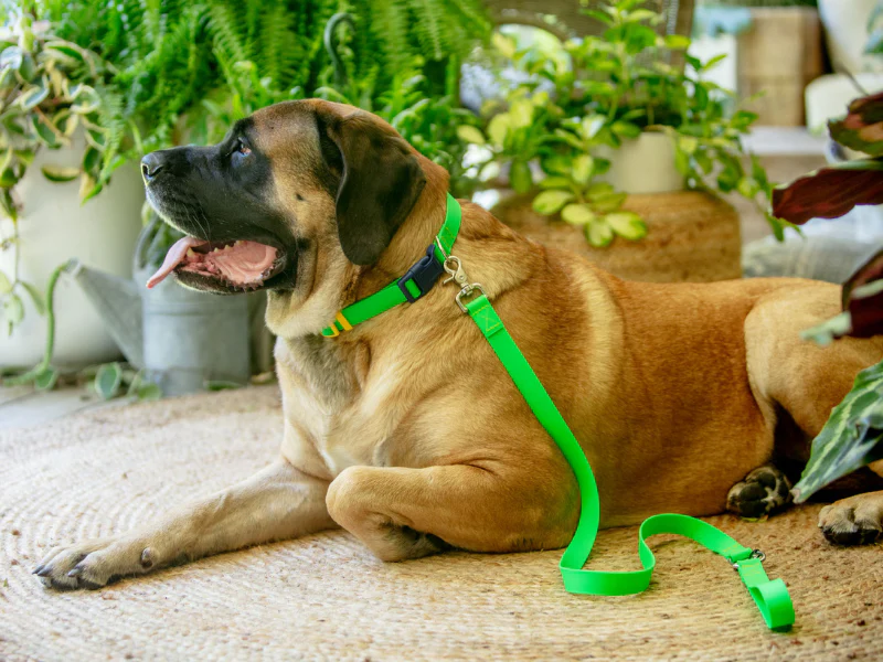 A Walk in the Park Dog Leash (Made in the USA) - Image 8