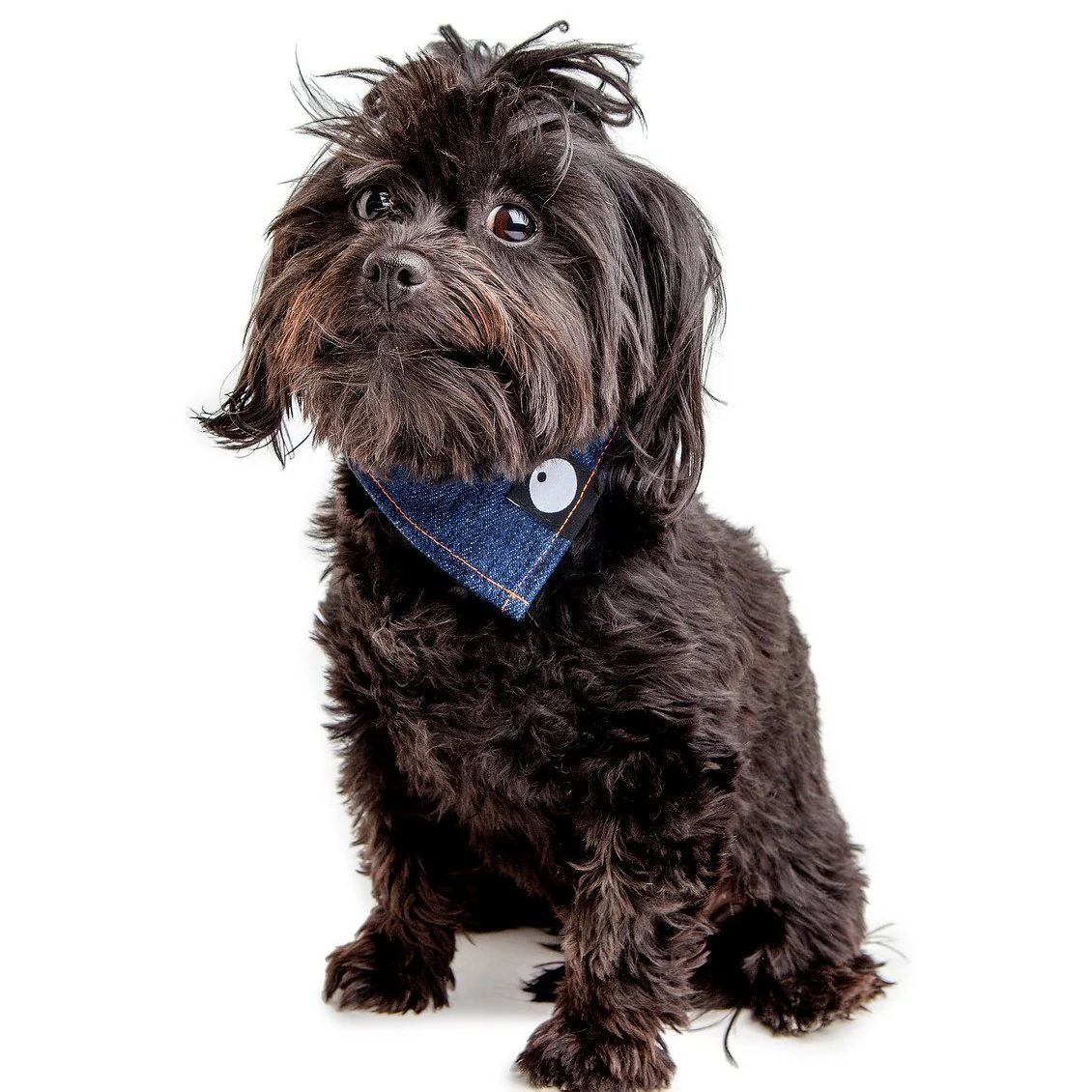 Bandana Bowl For Dogs (Made in the USA) - Image 11