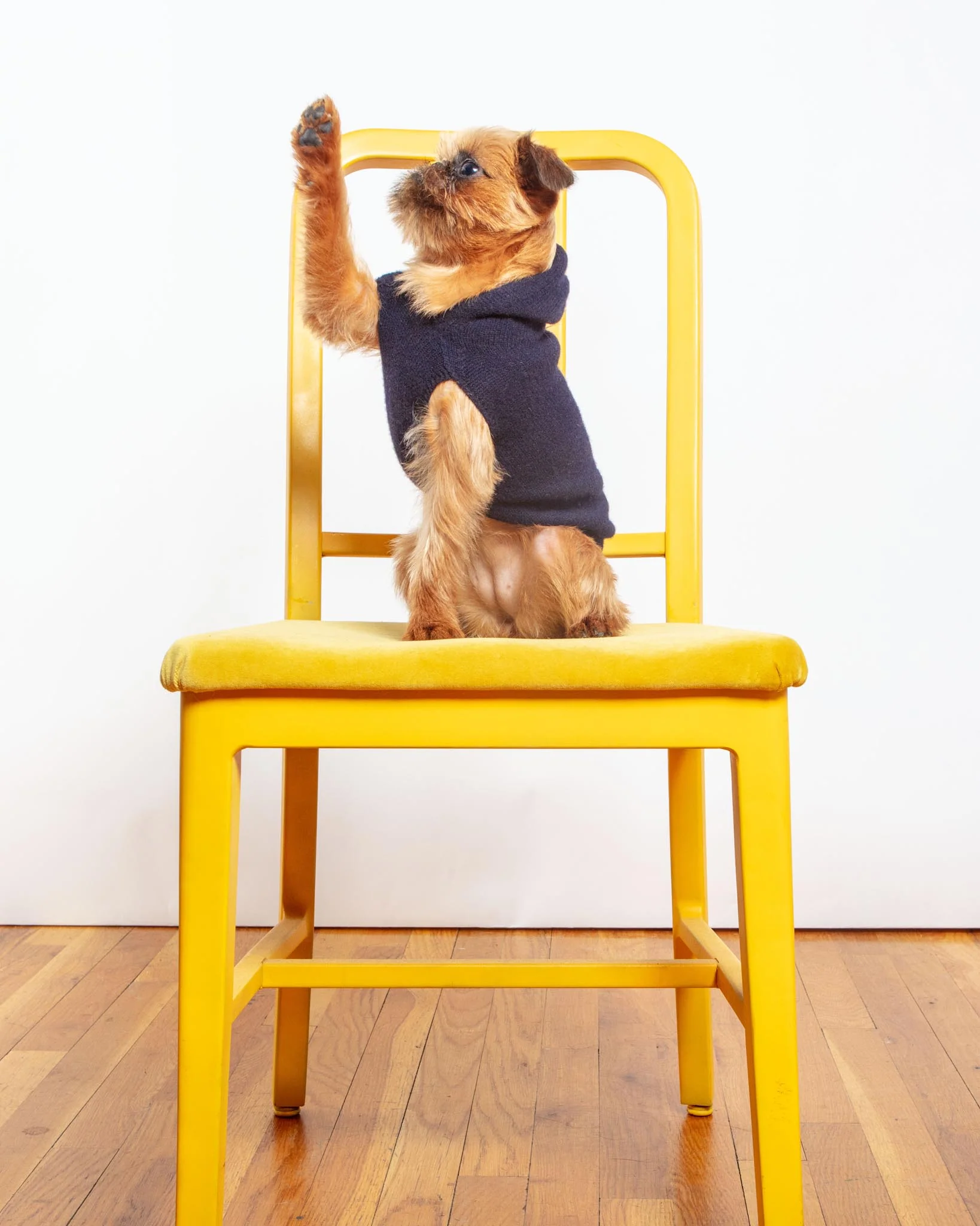 The Marmalady Cashmere Dog Hoodie in Midnight (Made in NYC) (FINAL SALE) - Image 4