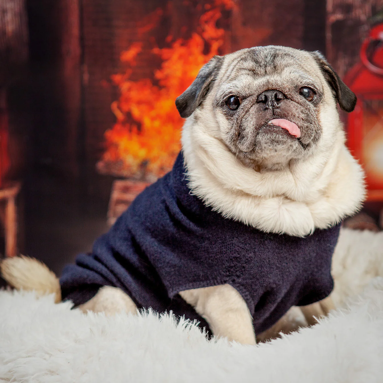 The Marmalady Cashmere Dog Hoodie in Midnight (Made in NYC) (FINAL SALE) - Image 8