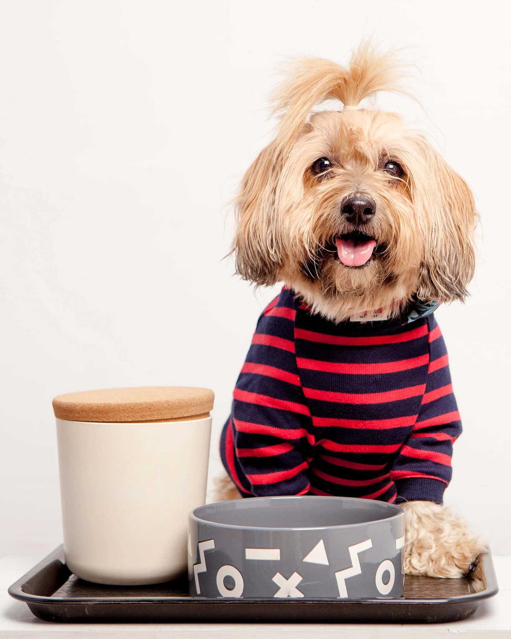 DOG & CO. | Cheeky Stripe Pullover in Navy & Red Small Stripe - Image 6