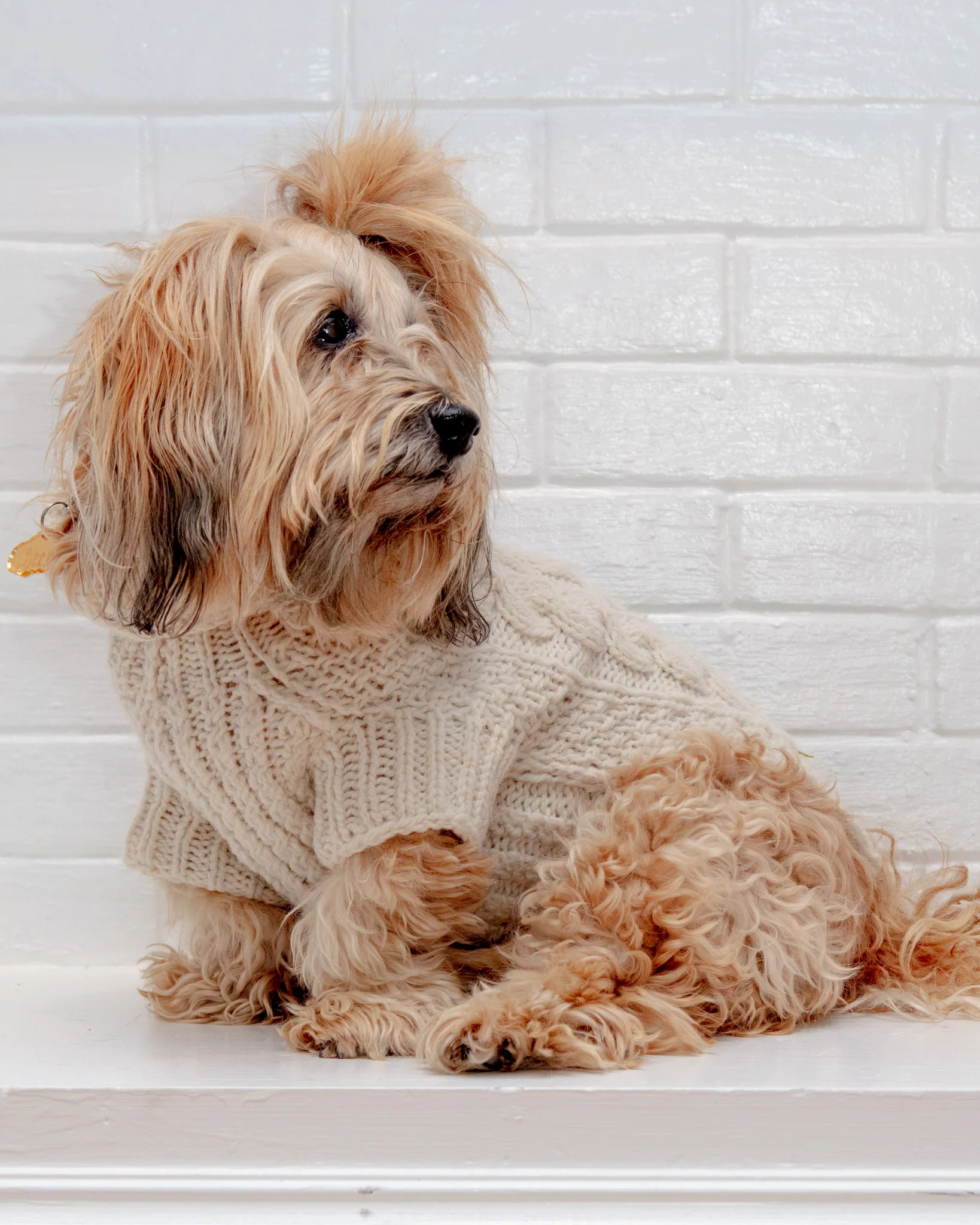 Downtown Roll Neck Dog Sweater in Natural (FINAL SALE) - Image 8