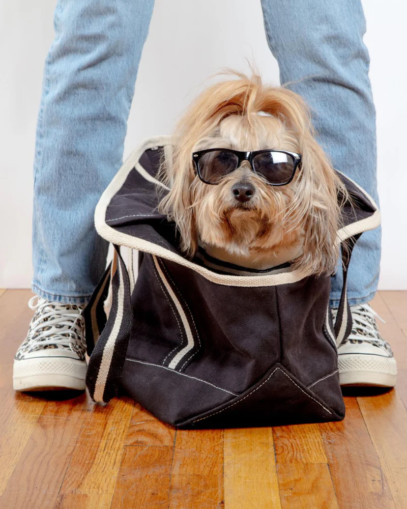 City Carrier Dog Bag in Size 2 - Image 14