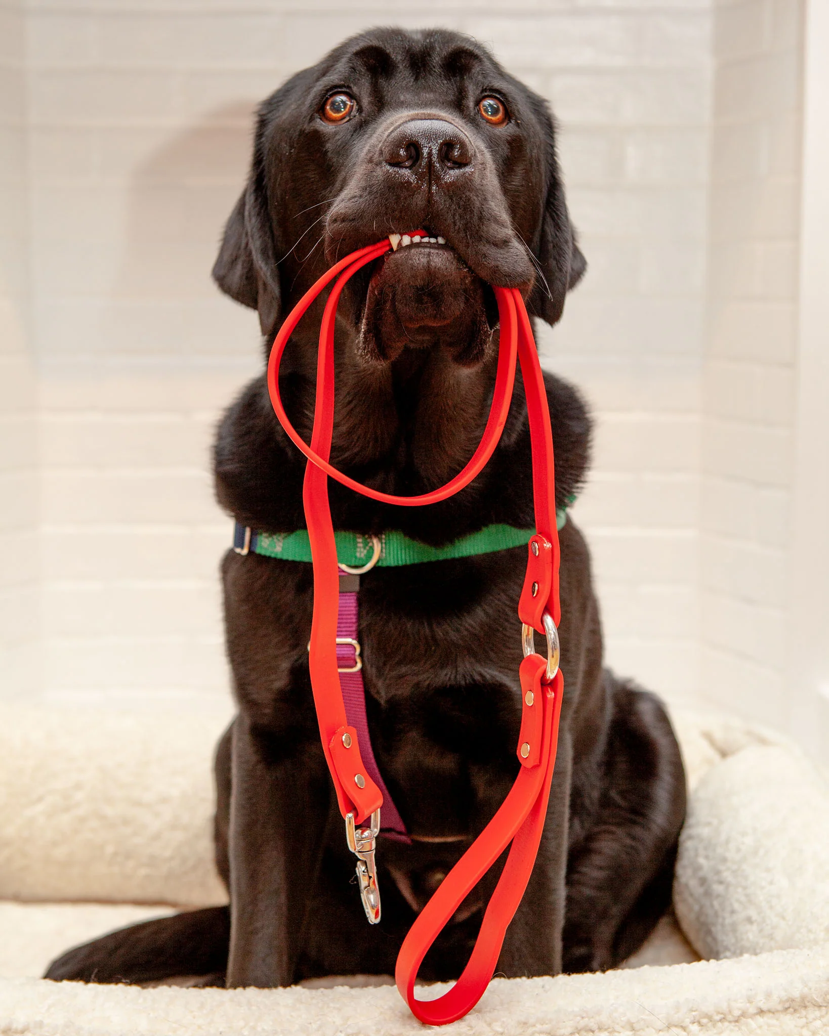 City Leash in Real Red (Made in the USA) - Image 7