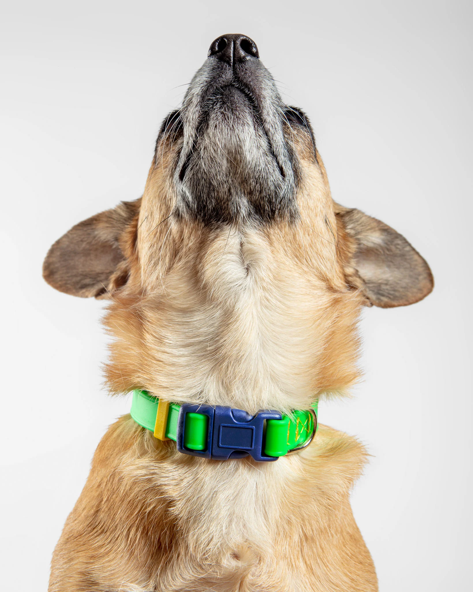 A Walk in the Park Dog Collar in Neon Green (Made in the USA) - Image 3
