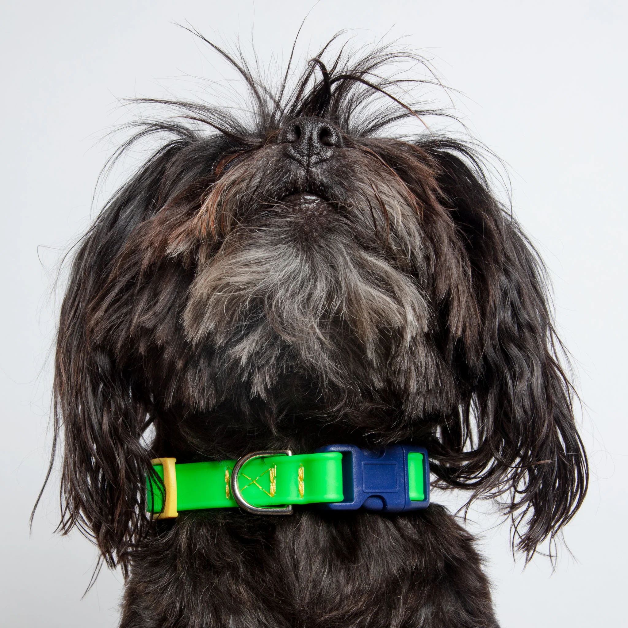 A Walk in the Park Dog Collar in Neon Green (Made in the USA) - Image 6