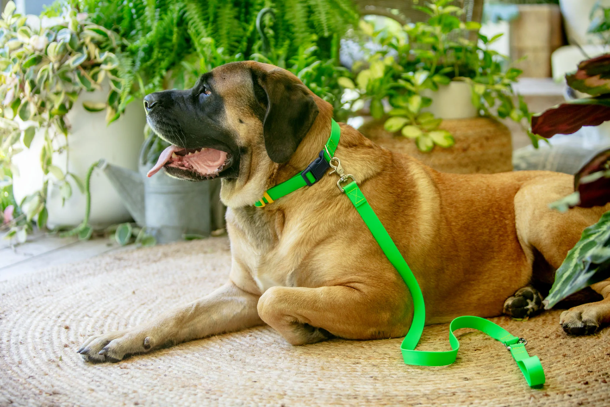 A Walk in the Park Dog Collar in Neon Green (Made in the USA) - Image 8