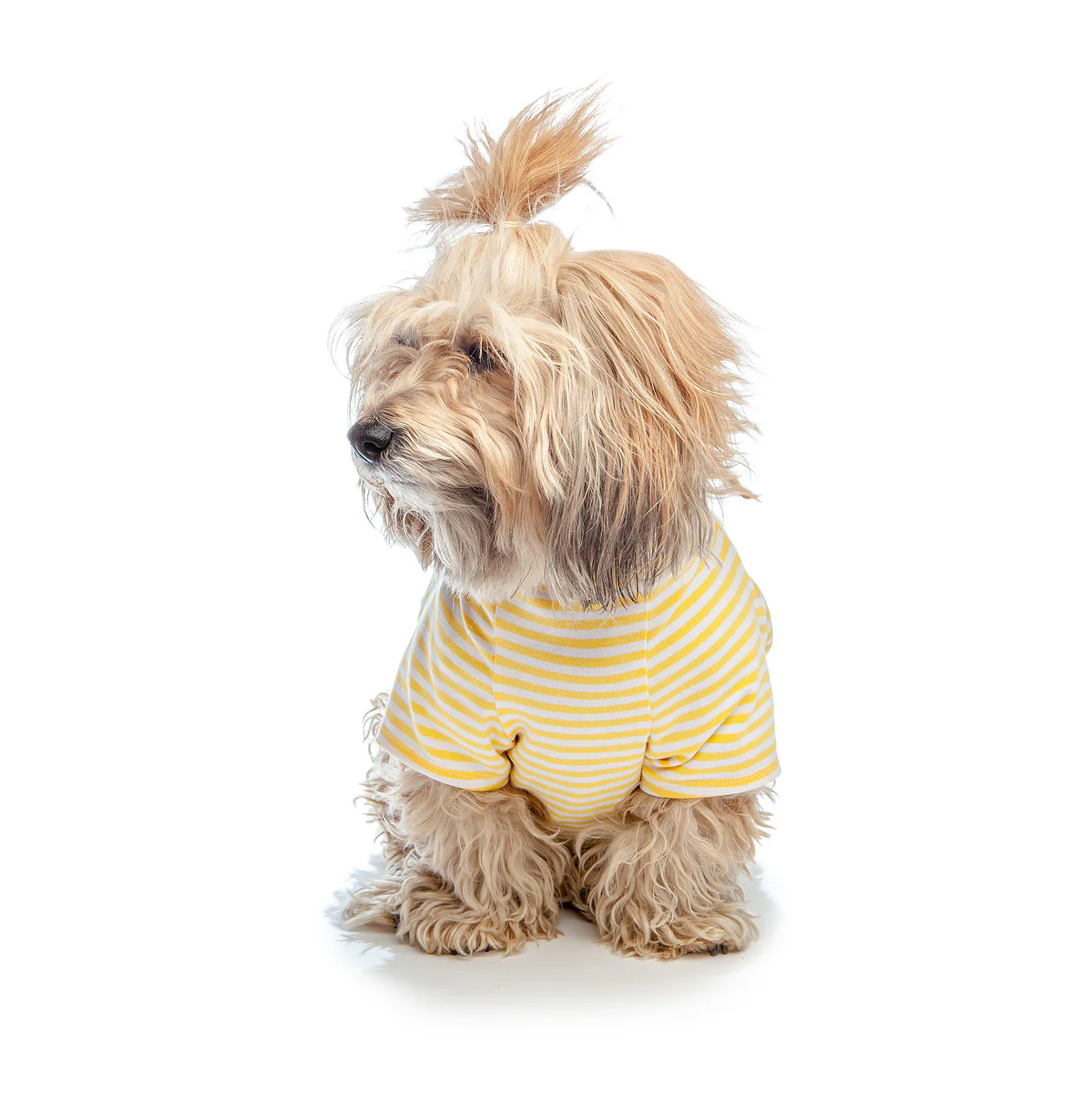 DOG & CO. | Perfect T in Sunshine Yellow & White Stripe - Image 2