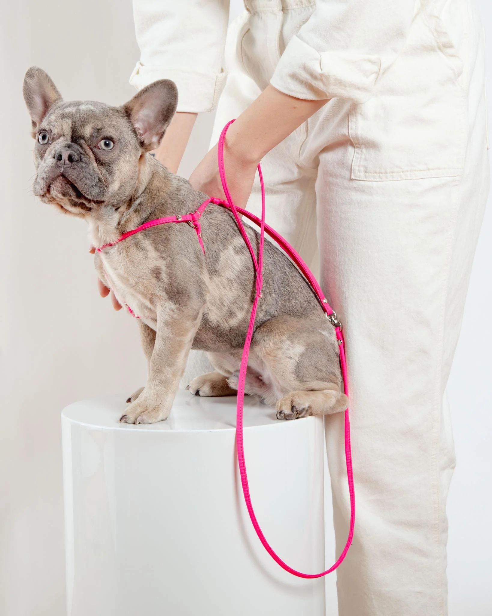 Step-In Adjustable Dog Harness in Neon Pink (Made in the USA) - Image 8
