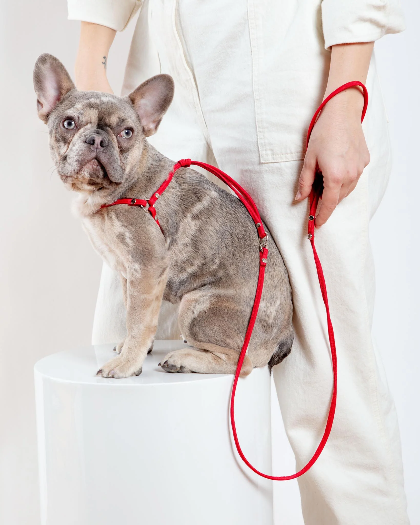 Nylon Step-In Adjustable Dog Harness in Red (Made in the USA) - Image 8