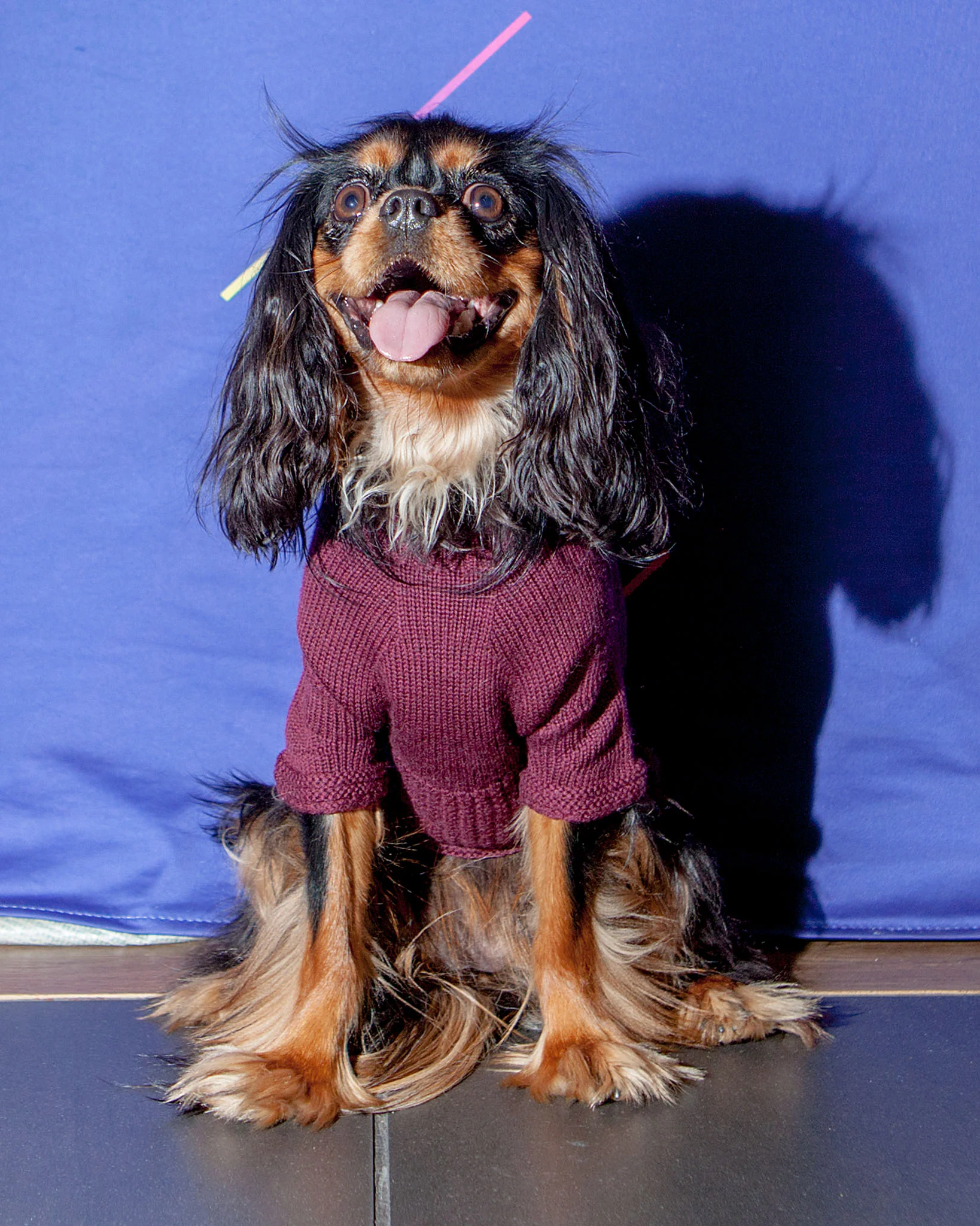 The Mabel Dog Sweater in Wine (FINAL SALE) - Image 3