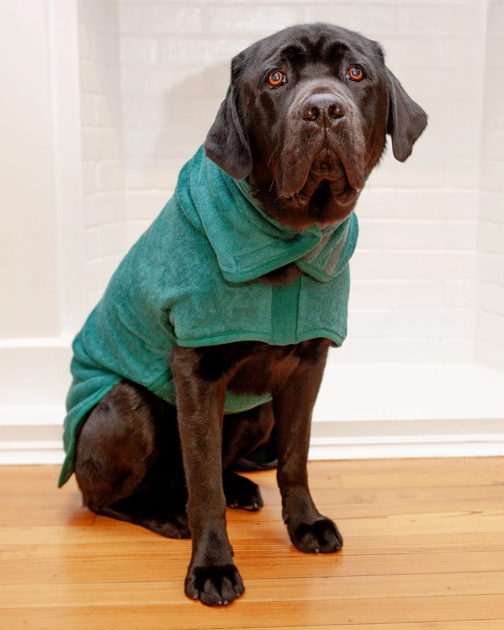 Dog Drying Coat in Bottle Green (Made in the UK) (CLEARANCE) - Image 6