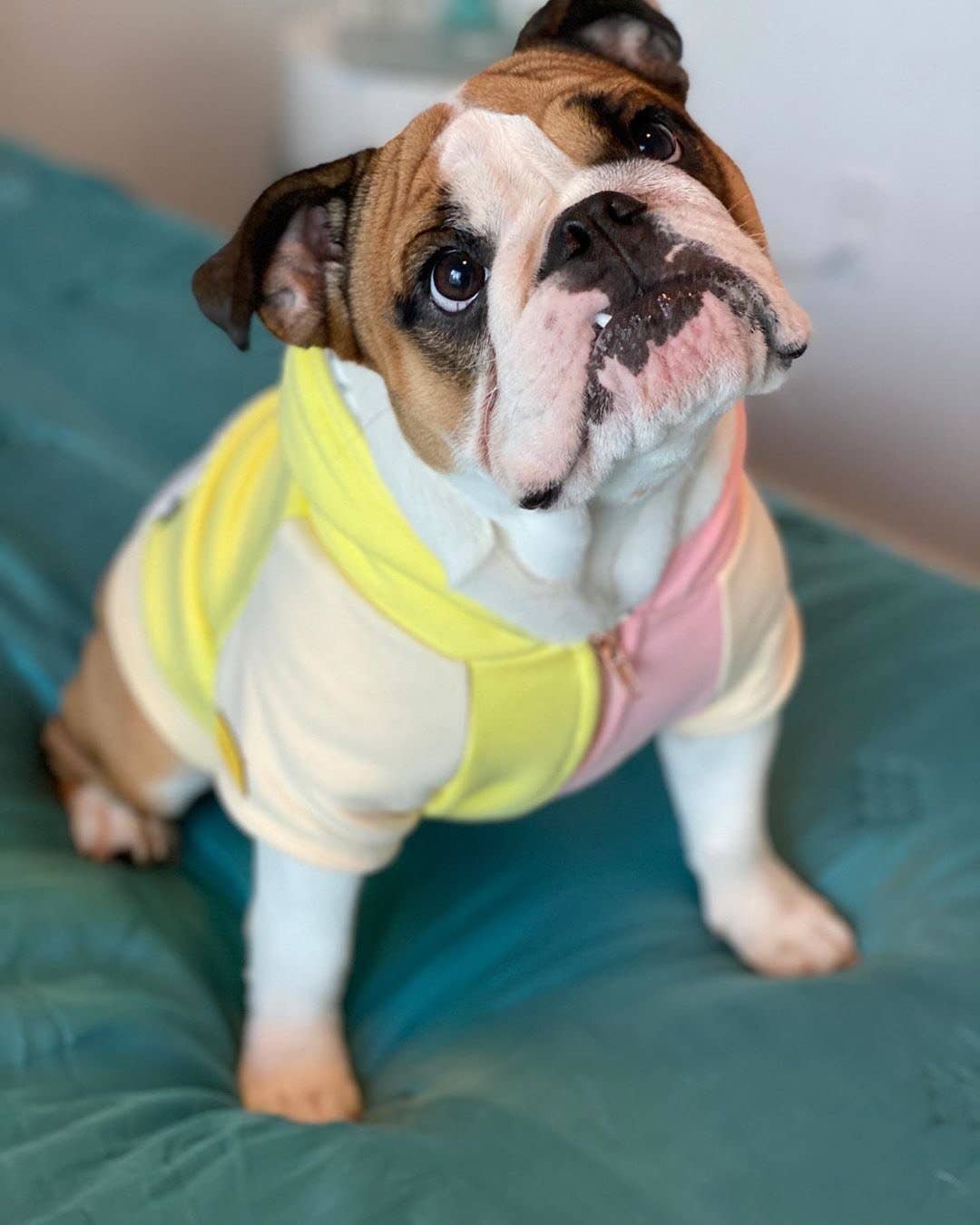 Dog Hoodie in Banana Split - Image 3