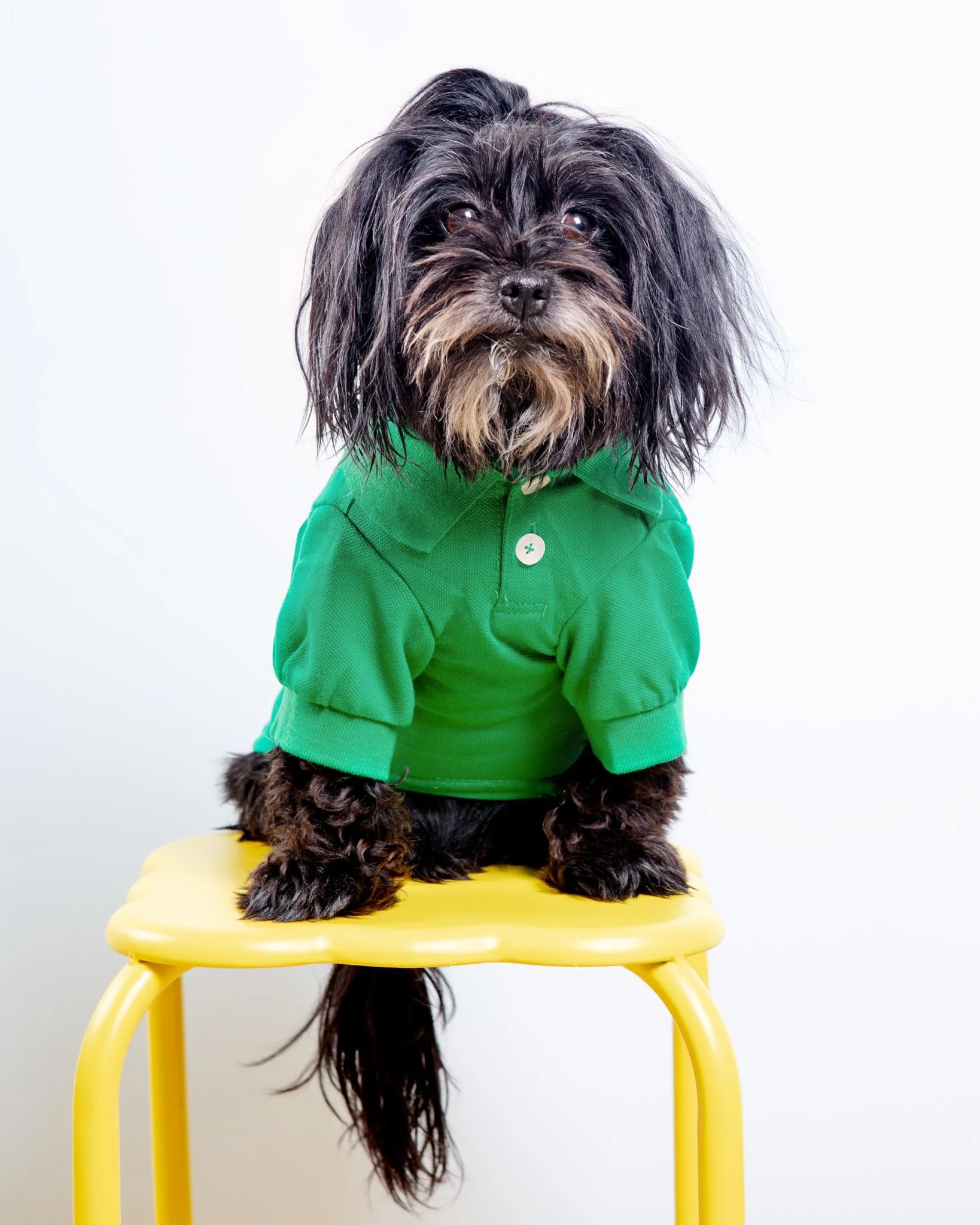 Dog Polo Shirt in Grass Green (FINAL SALE)