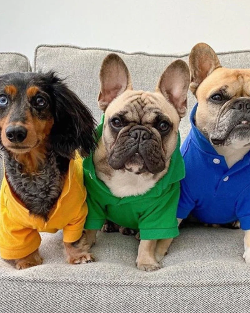Dog Polo Shirt in Grass Green (FINAL SALE) - Image 4