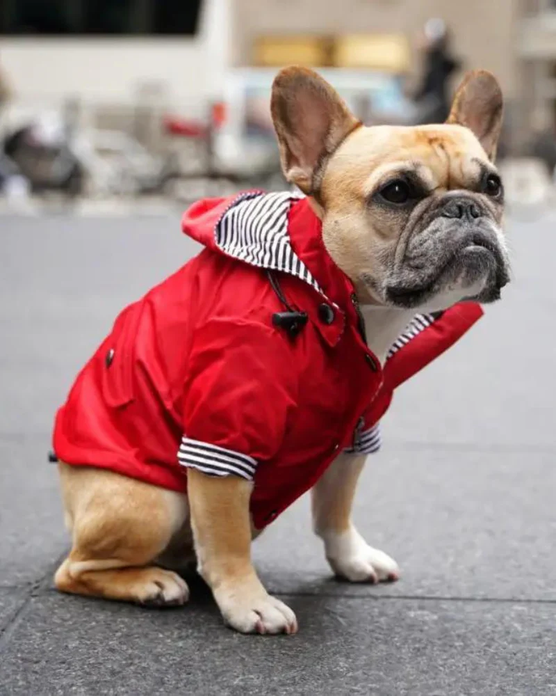 Rainy Day Dog Raincoat in Red - Image 5