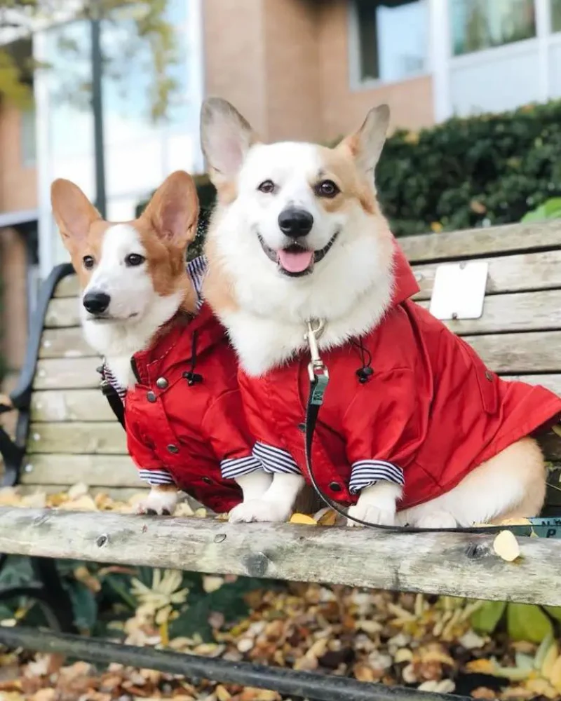Rainy Day Dog Raincoat in Red - Image 6