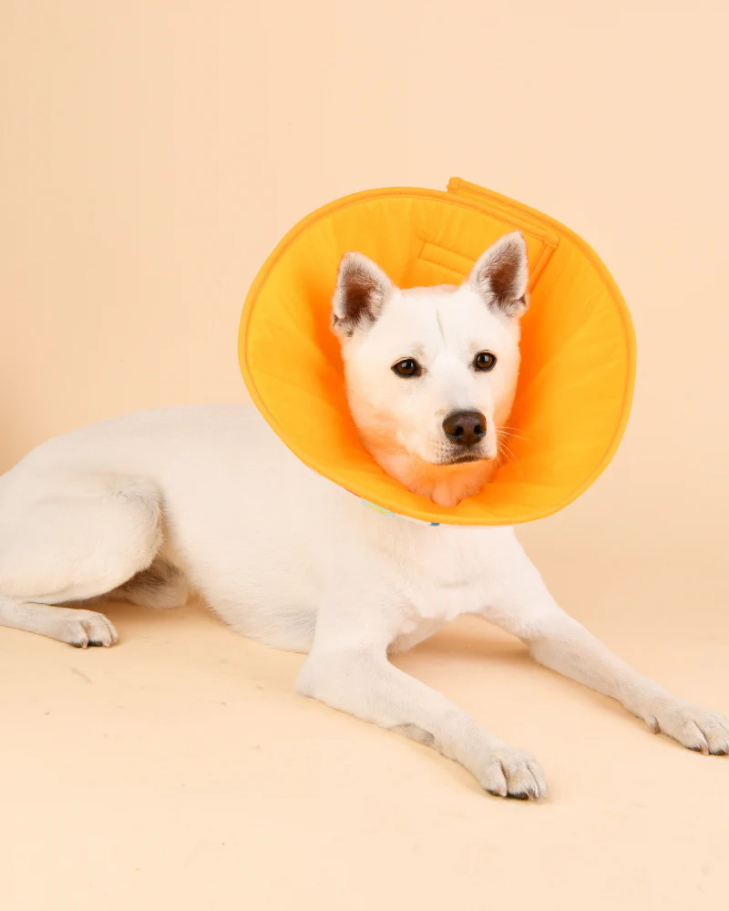 Dog Recovery Cone E-Collar - Image 5
