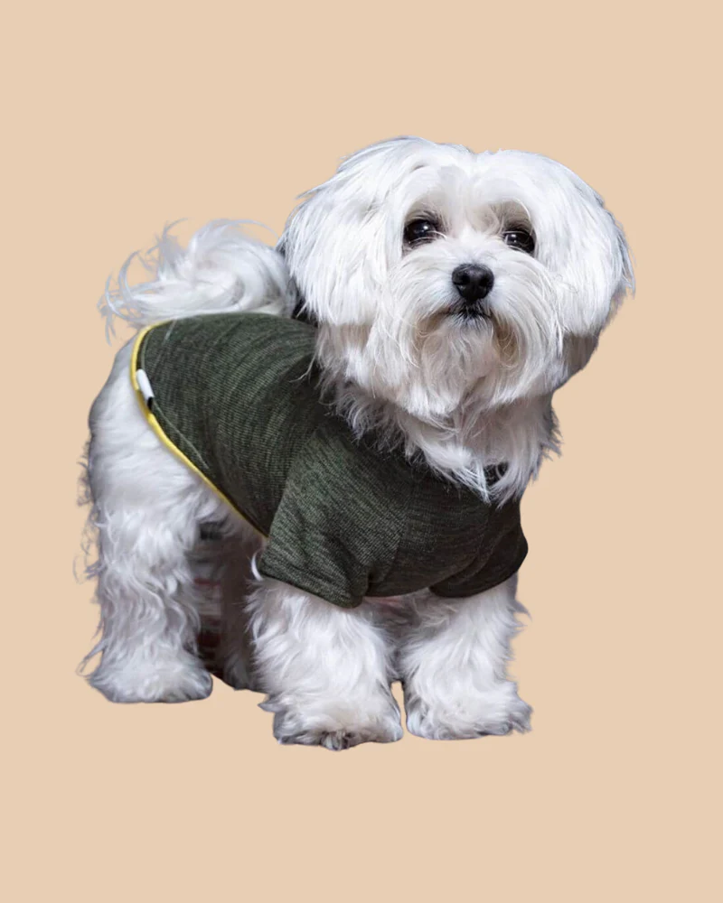 Knit Dog Sweater in Khaki Green w/ Yellow Trim (Made in Spain) (FINAL SALE) - Image 4