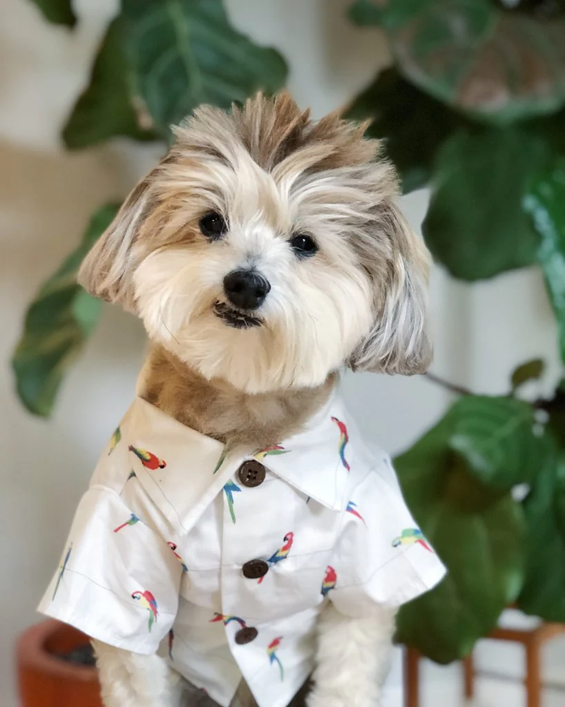 DOG THREADS | Birds Of Paradise BBQ Shirt - Image 3