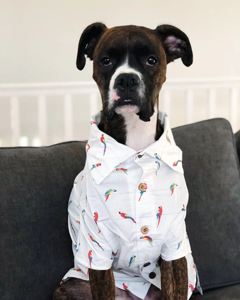 DOG THREADS | Birds Of Paradise BBQ Shirt - Image 5