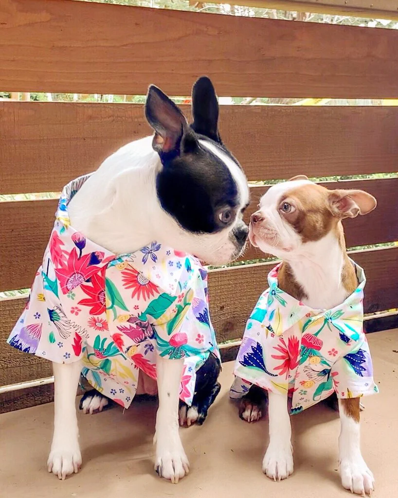 DOG THREADS | Blossom BBQ Shirt - Image 2