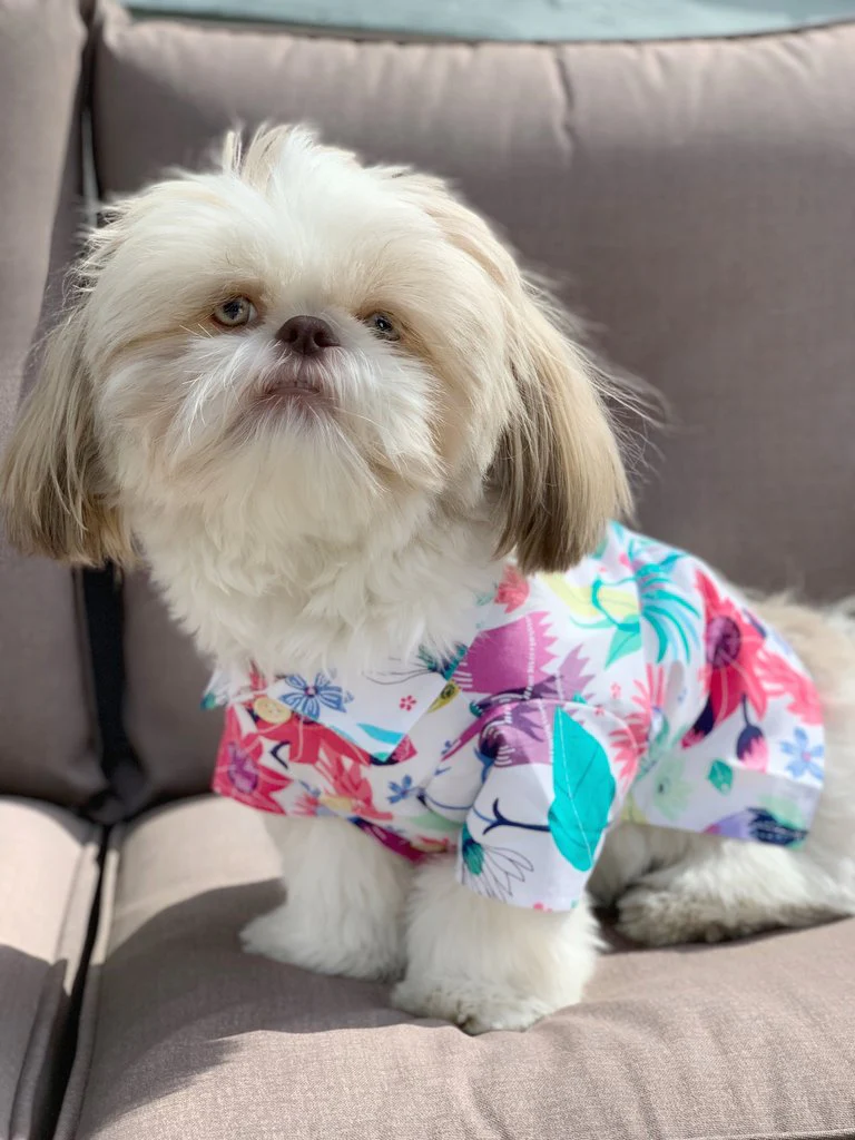 DOG THREADS | Blossom BBQ Shirt - Image 3