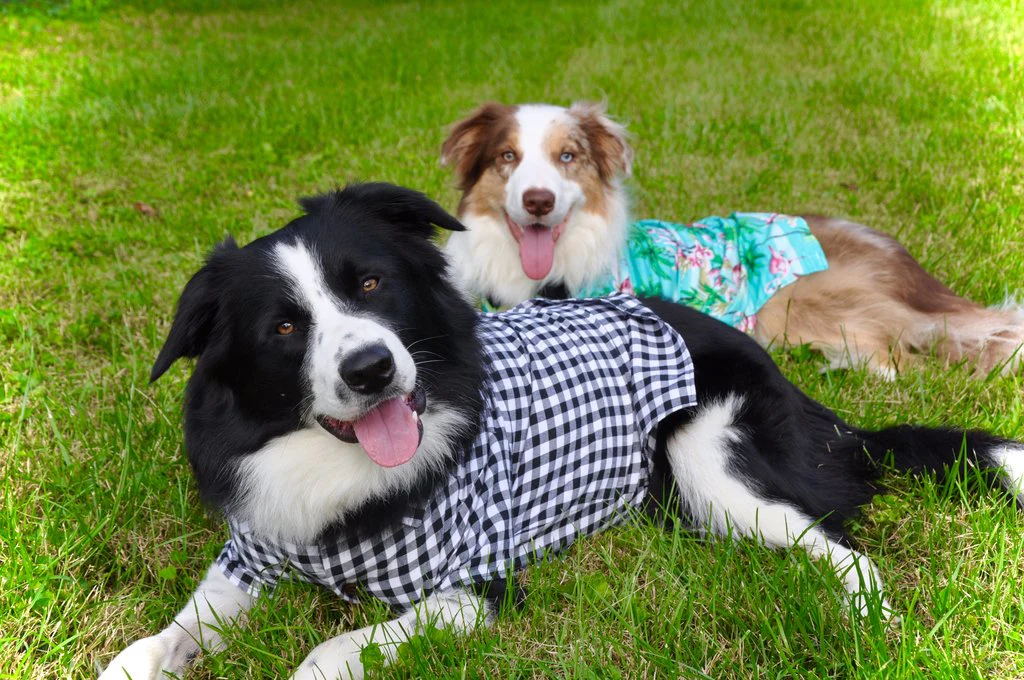 DOG THREADS | Flamingo Fresh BBQ Shirt - Image 4