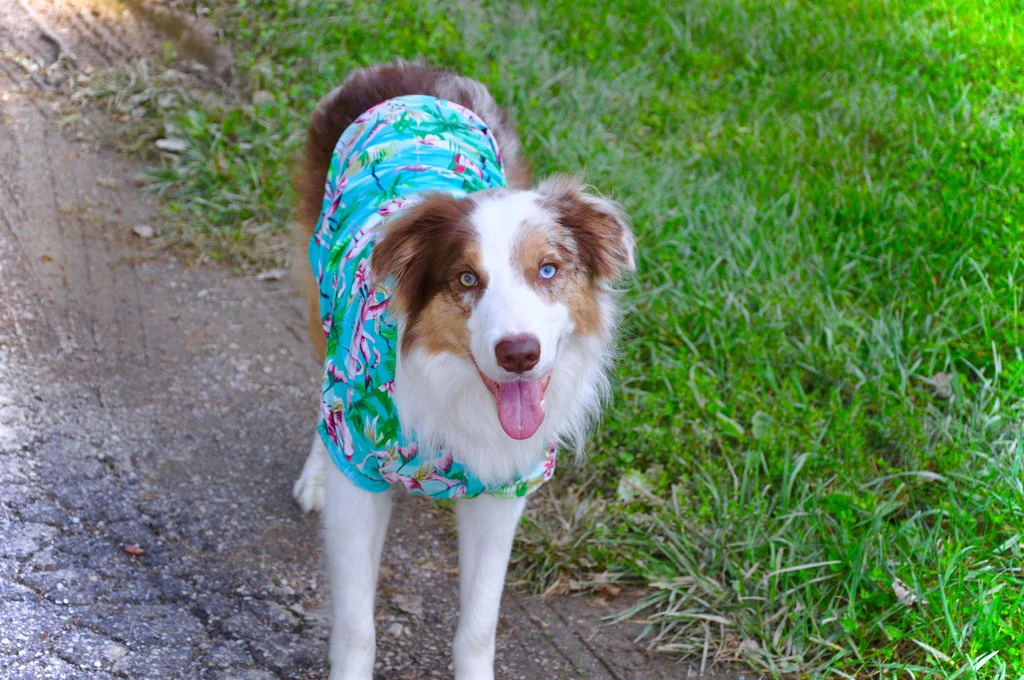 DOG THREADS | Flamingo Fresh BBQ Shirt - Image 5