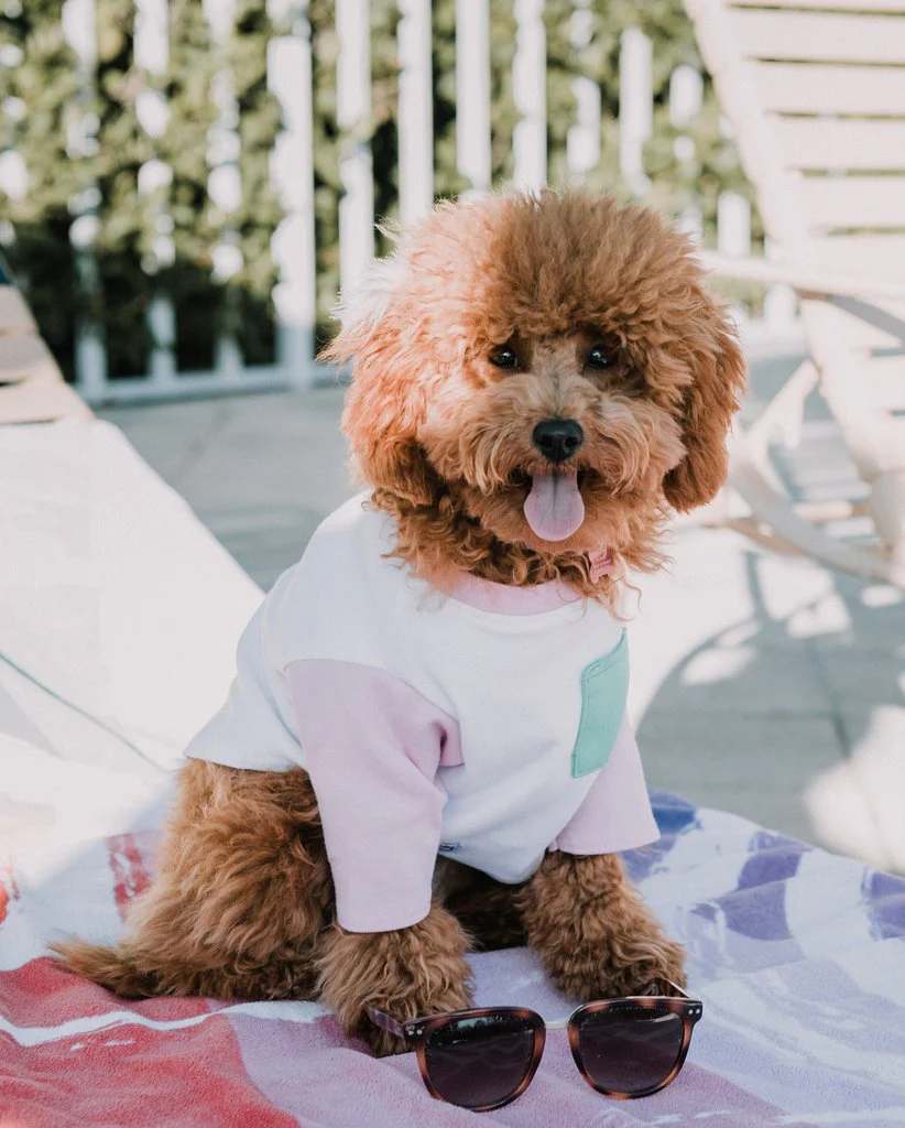 DOG THREADS | OMG Pocket Tee - Image 4