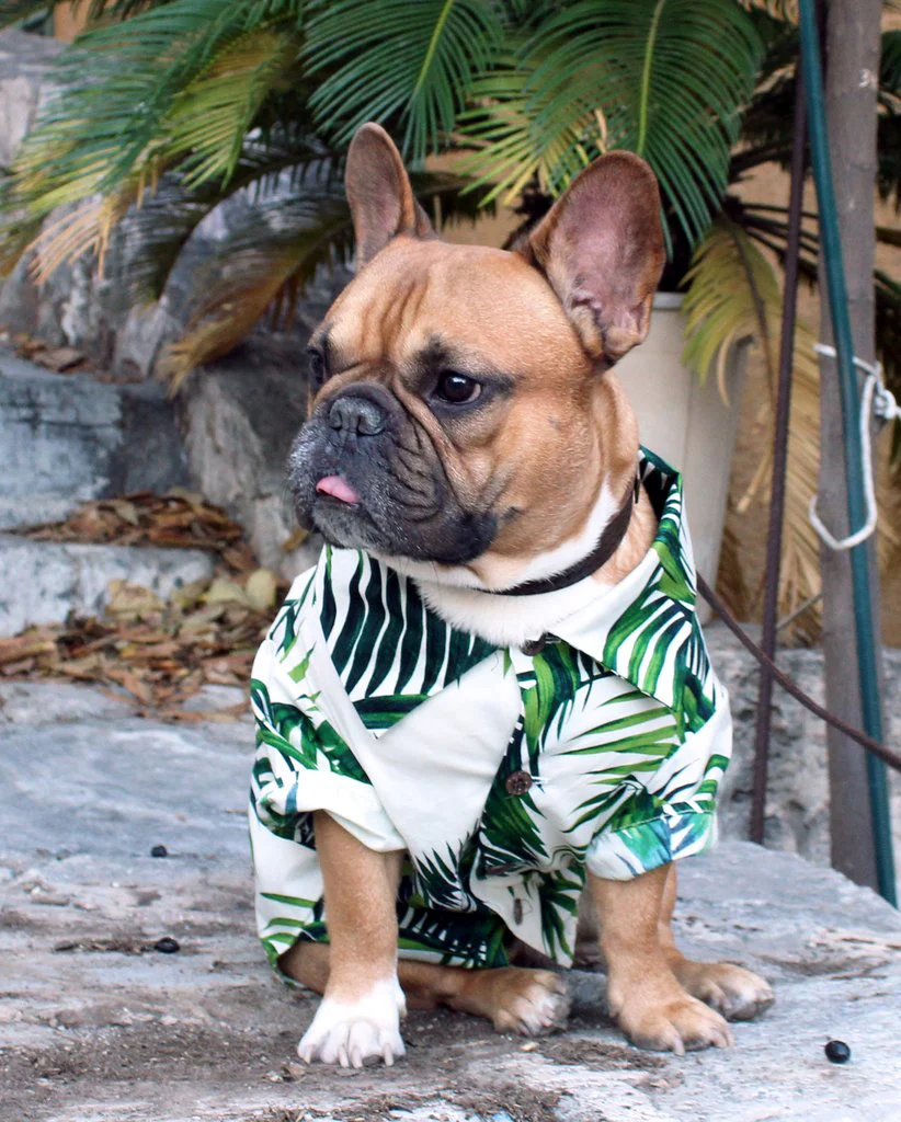 DOG THREADS | Havana Palms BBQ Shirt - Image 5