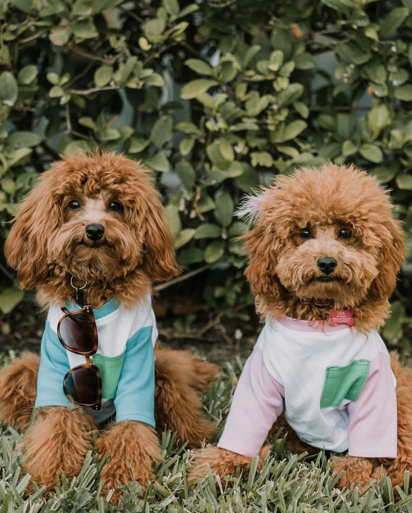 DOG THREADS | SO RAD Pocket Tee - Image 2