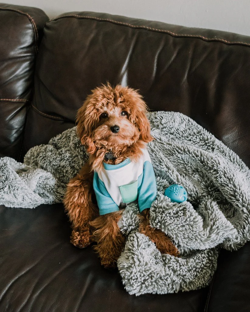 DOG THREADS | SO RAD Pocket Tee - Image 3