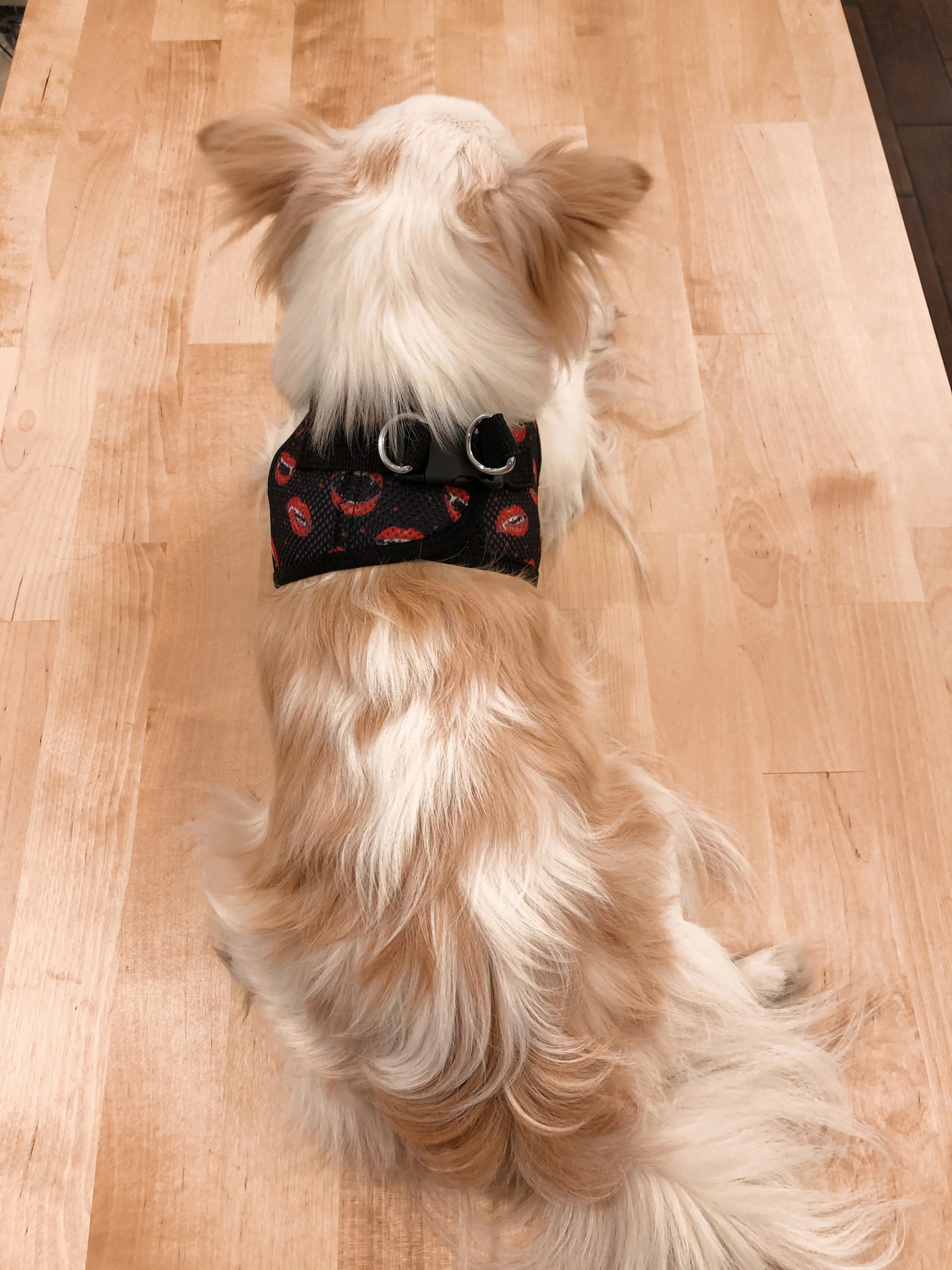 DOGGIE DESIGN | Vampire Kisses Harness - Image 3