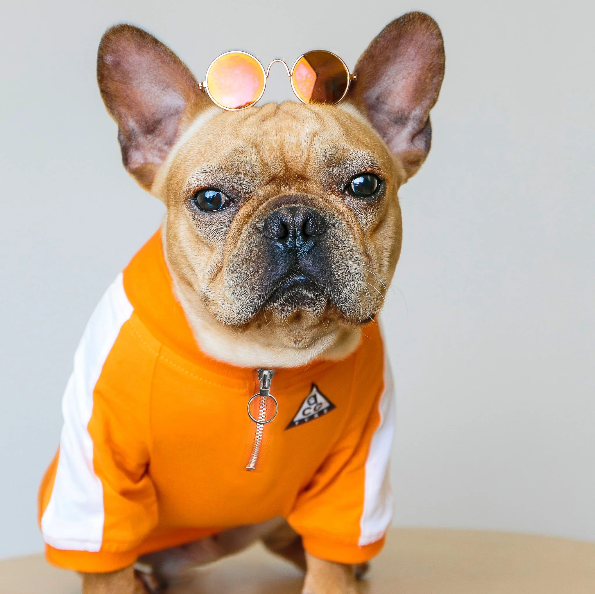 DOGGO STREET MARKET | All Canine Gear Pullover - Image 3