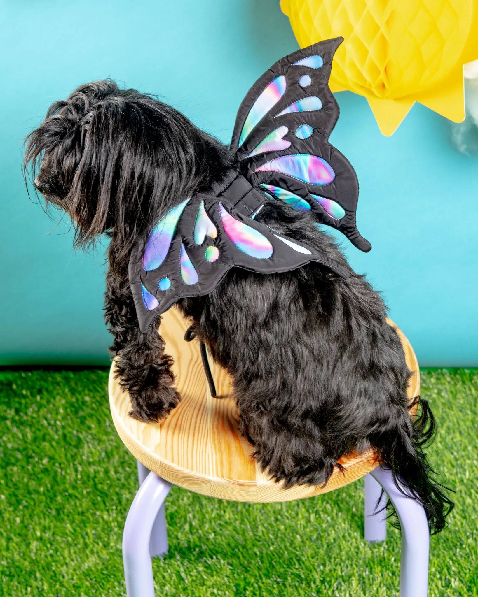 Adjustable Tie-On Butterfly Wings for Dogs