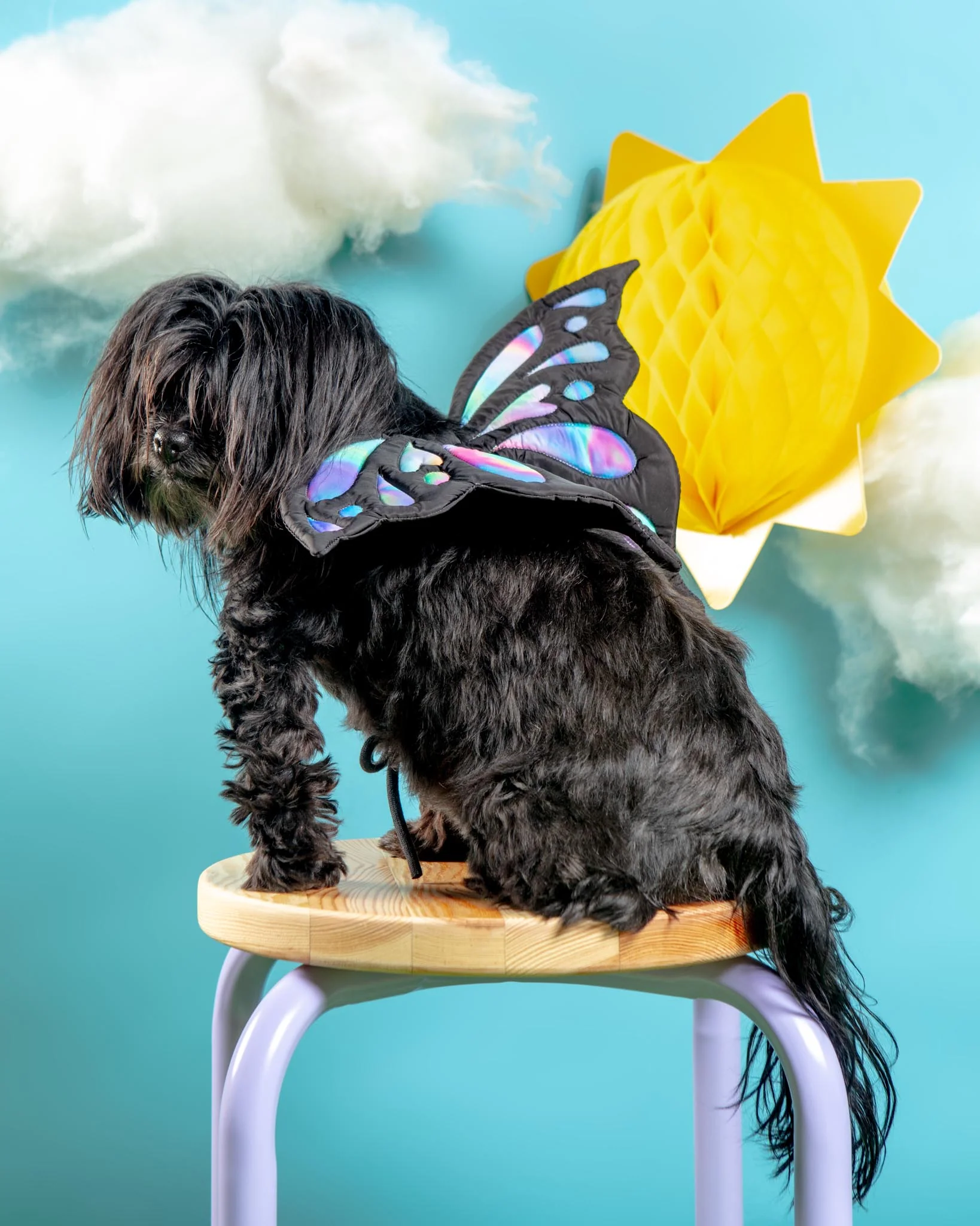 Adjustable Tie-On Butterfly Wings for Dogs - Image 3