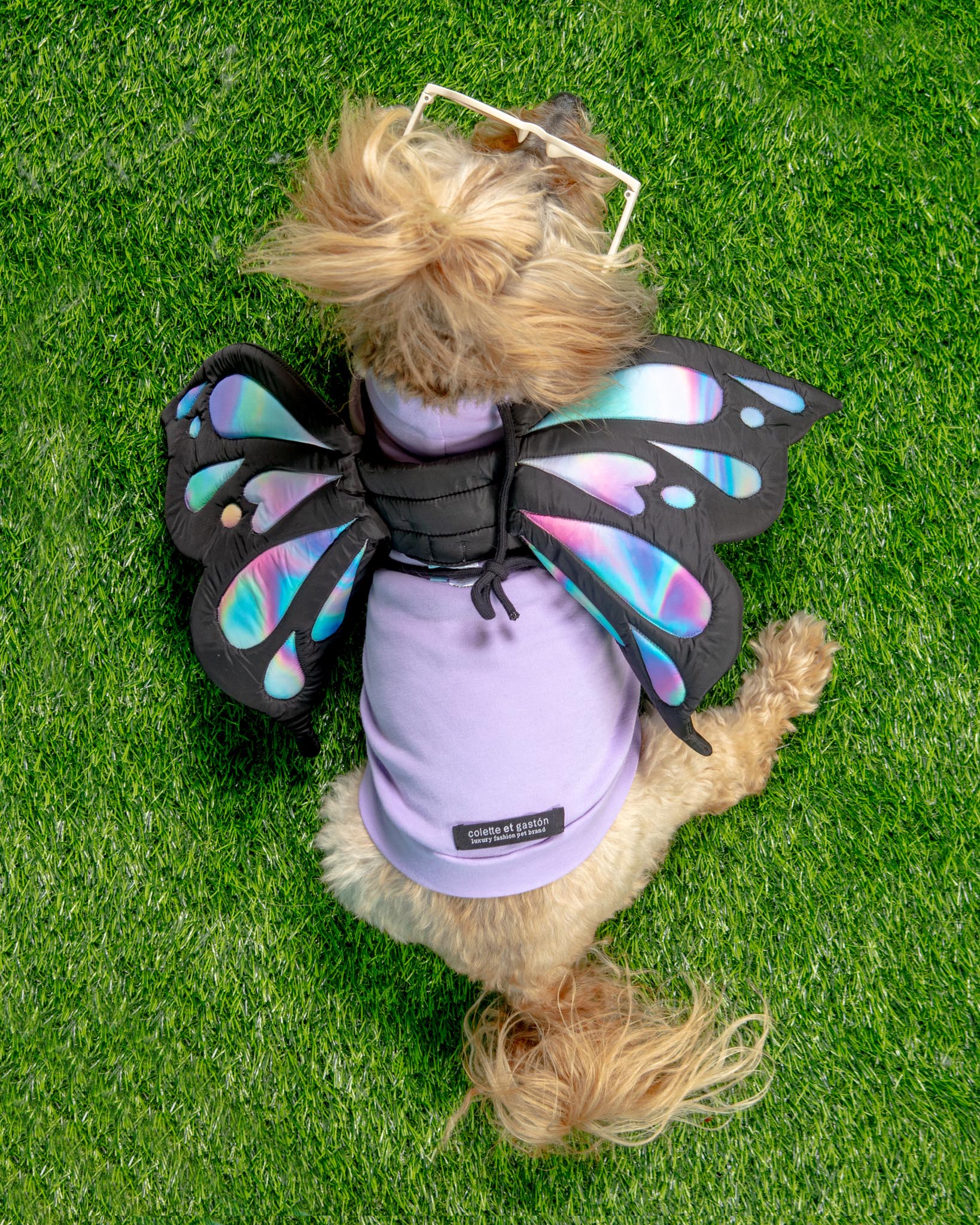 Adjustable Tie-On Butterfly Wings for Dogs - Image 4
