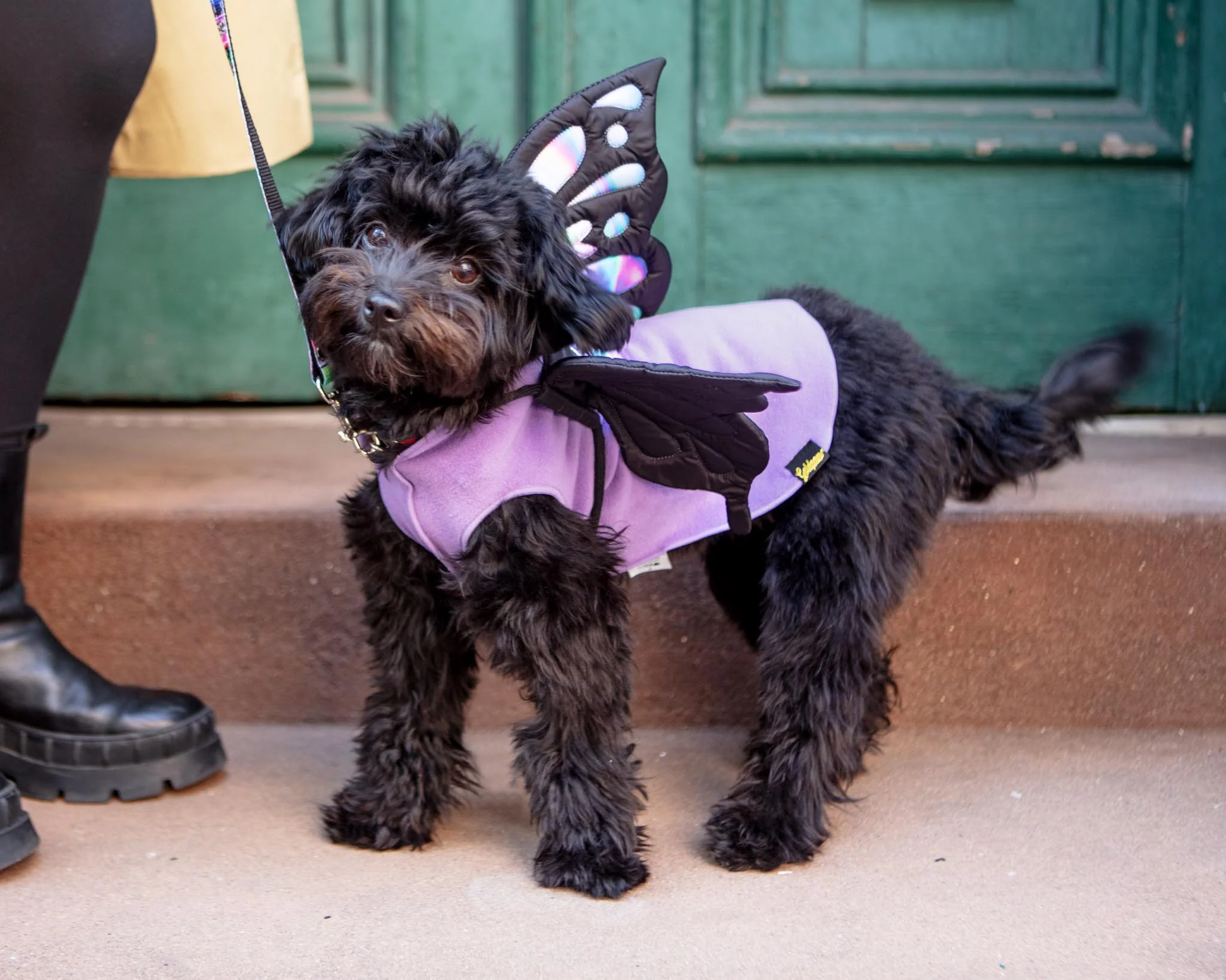Adjustable Tie-On Butterfly Wings for Dogs - Image 6